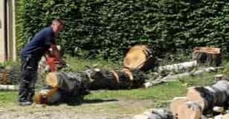 Bomen worden gekapt door een hovenier en vervolgens in stukken gezaagd voor de afvoer.